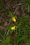 Greater yellow lady's slipper